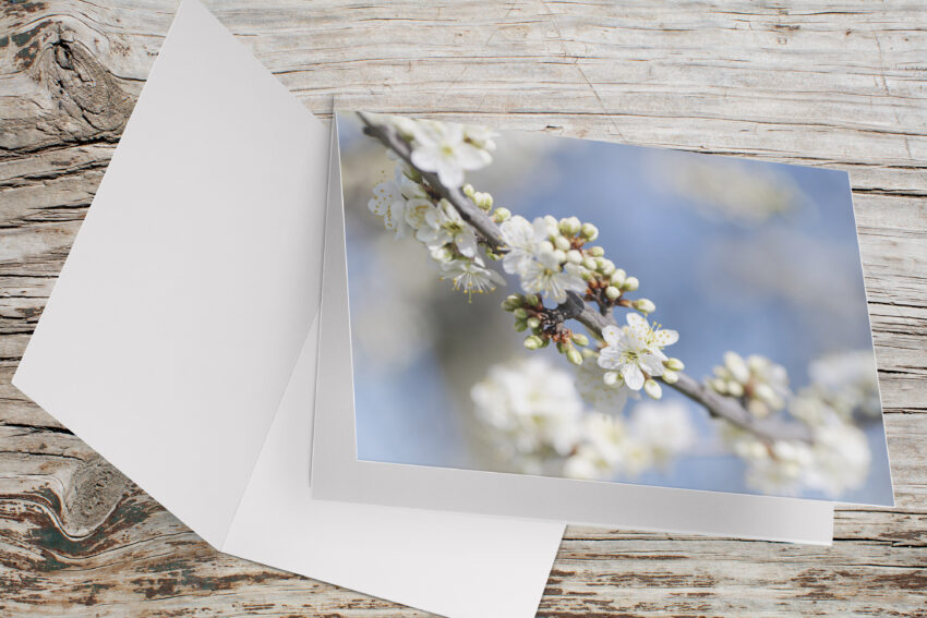 Carte Double Format 17x11.5cm avec enveloppe - Prunus