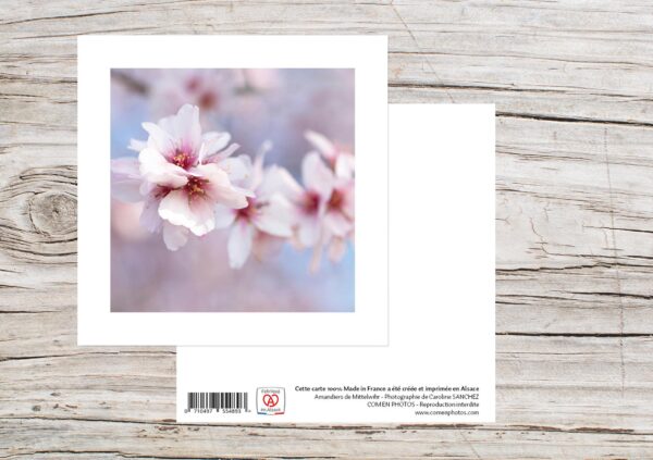 Carte Simple Format 12x12 cm avec enveloppe - Amandiers de Mittelwihr