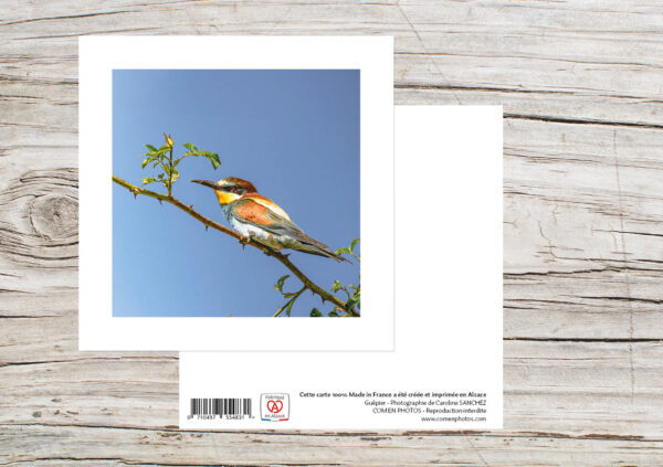 Carte Simple Format 12x12 cm avec enveloppe - Guêpier