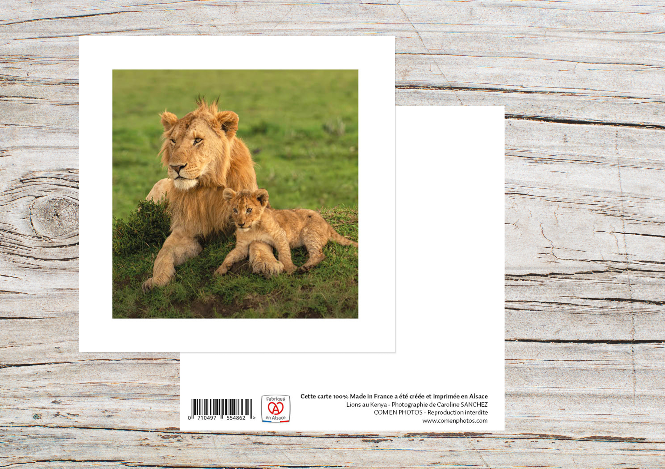 Carte Simple Format 12x12 cm avec enveloppe - Lion et lionceau