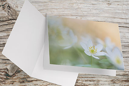 Carte Double Format 17x11.5cm avec enveloppe - Anémones Sylvie ambiance feutrée