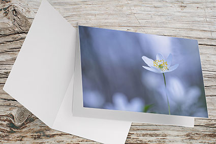 Carte Double Format 17x11.5cm avec enveloppe - Anémones Sylvie sous la lumière