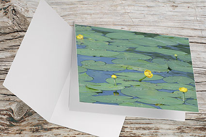 Carte Double Format 17x11.5cm avec enveloppe - Nénuphars