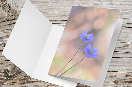 Carte Double Format 17x11.5cm avec enveloppe - Anémone hépatique double