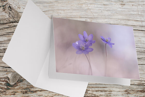 Carte Double Format 17×11.5cm avec enveloppe - Anémones hépatiques 3