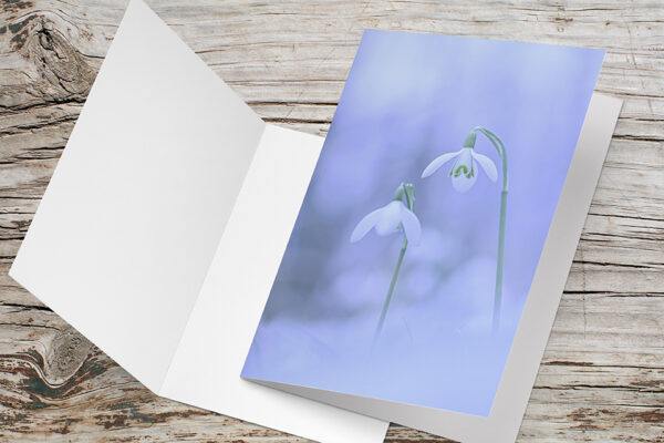 Carte Double Format 17×11.5cm avec enveloppe - Perce neige